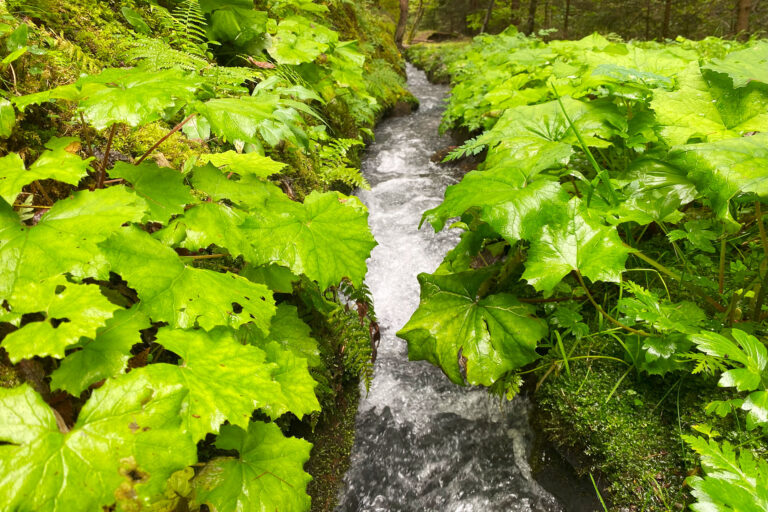 Wasser fließt durch einen Waal in Südtirol